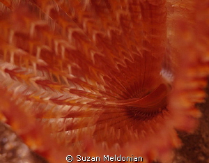 A splash of color as a feather unfolds. by Suzan Meldonian 